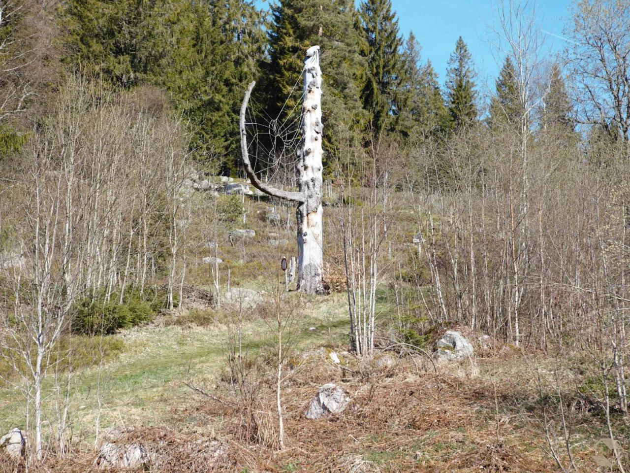 Albhof Am Wasserfall Appartement St. Blasien Buitenkant foto